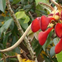 Erythrina fusca Lour.